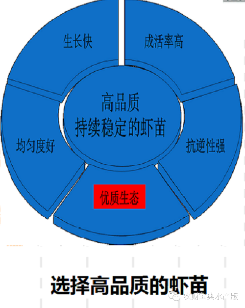 湖北罗氏虾养殖技术_湖北罗氏虾养殖基地_罗氏虾养殖技术视频