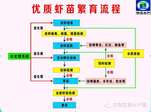 湖北罗氏虾养殖基地_湖北罗氏虾养殖技术_罗氏虾养殖技术视频