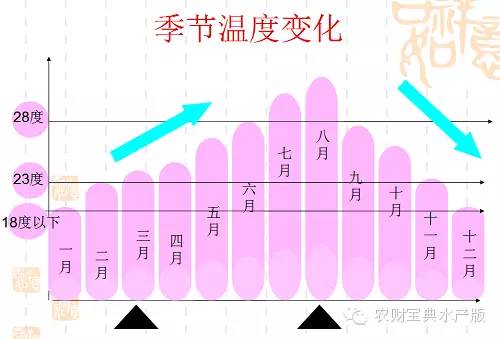 罗氏虾养殖技术视频_湖北罗氏虾养殖基地_湖北罗氏虾养殖技术