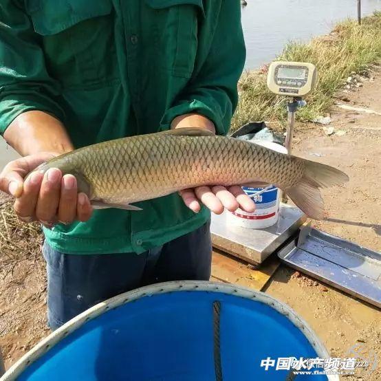 如何做到池塘养殖高产（平均出鱼5次/年）、不翻塘？