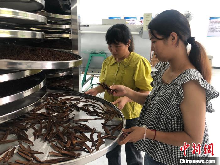 灵芝鸡价格_灵芝鸡致富经_灵芝鸡饲料配方