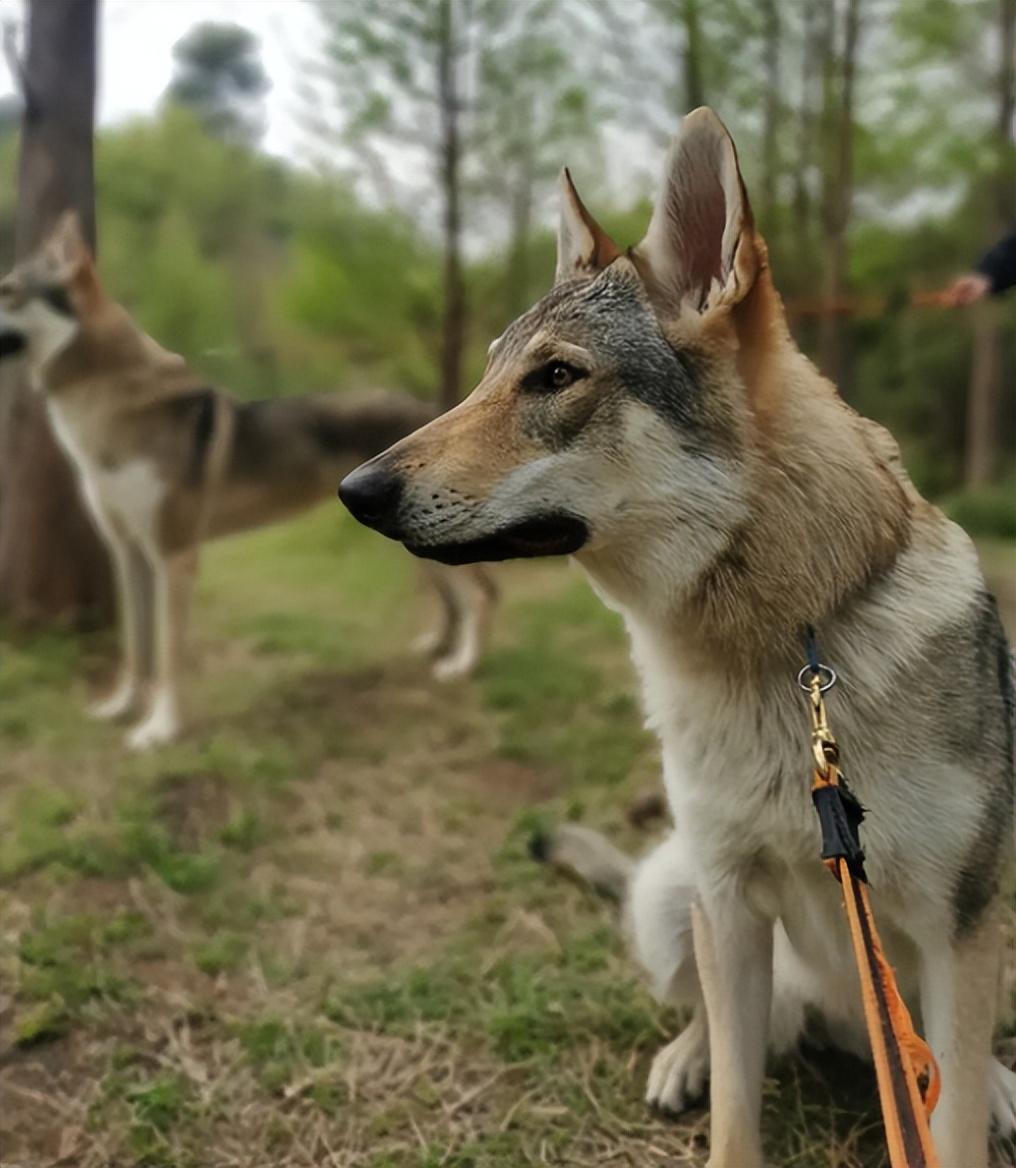 致富捷克养殖狼犬图片_养殖捷克狼犬致富_捷克狼犬养殖基地