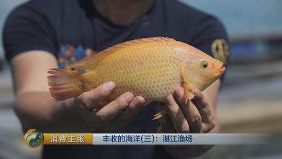 金鲳养殖与野生区别_野生金鲳鱼和养殖的区别_野生金鲳鱼养殖技术