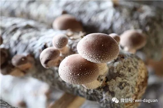 农户致富种植农作物_种植农户致富_农村致富项目种植业