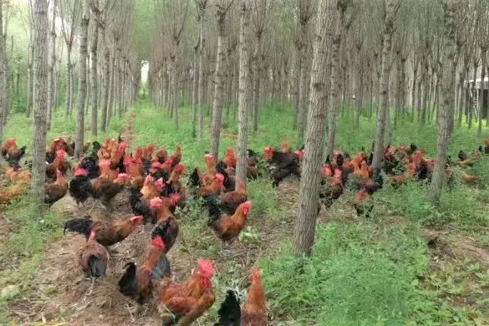 致富种植肥城项目怎么样_肥城种植致富项目_肥城种植结构