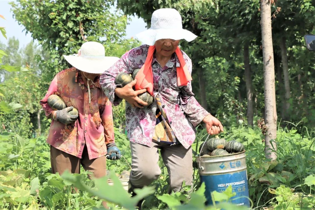 肥城种植致富项目_肥城种植结构_致富种植肥城项目怎么样