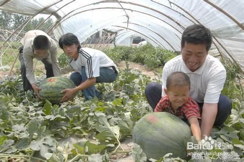 农村种植哪些果树可以致富？农村养种植什么可以发家致富？