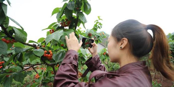 简阳市：添彩樱桃节 这里的农家乐放“大招”