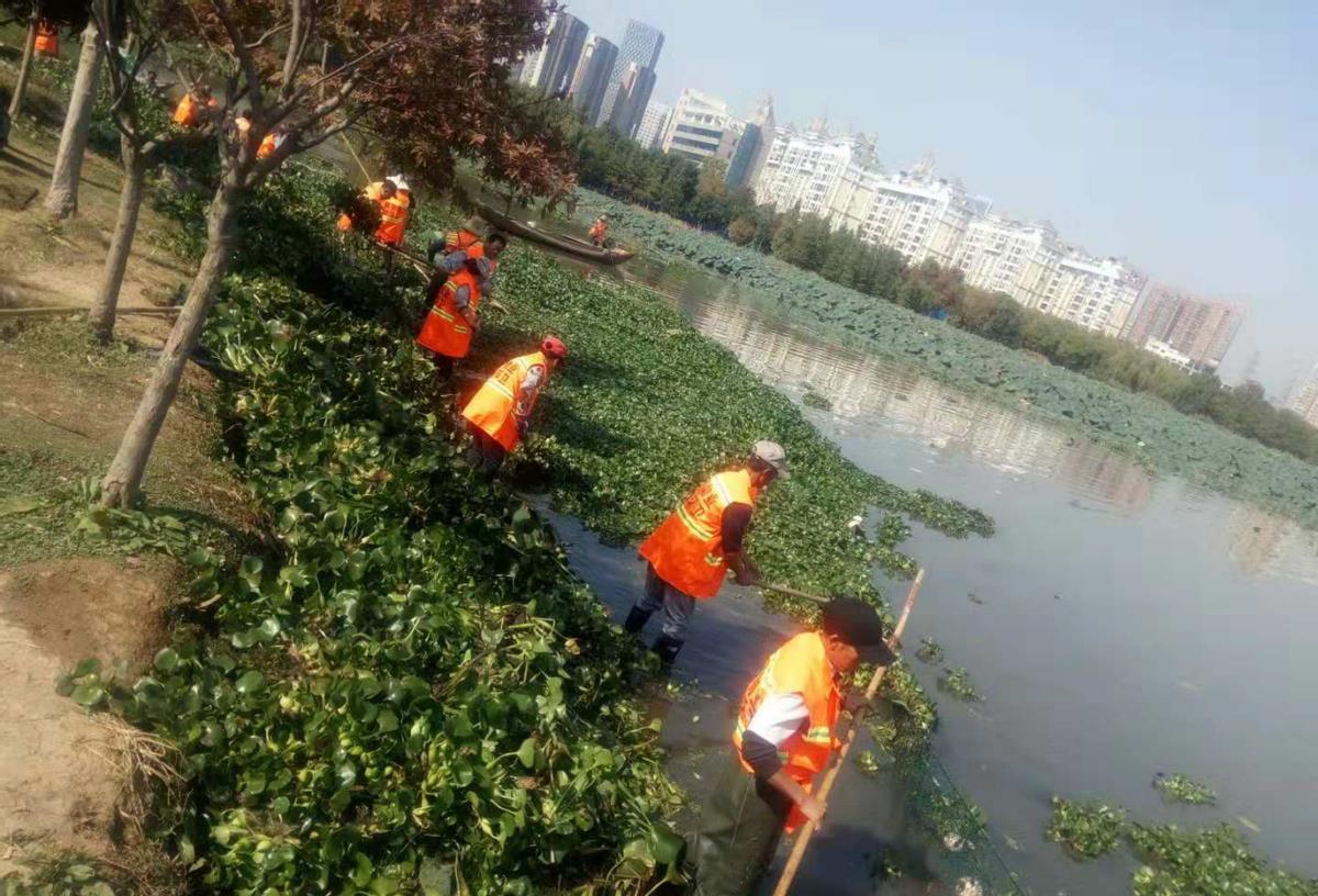 致富经中的水葫芦_致富经葫芦卖出了千万_种葫芦赚钱