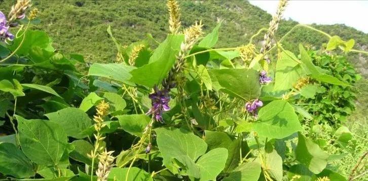 致富经中的水葫芦_致富经葫芦卖出了千万_种葫芦赚钱