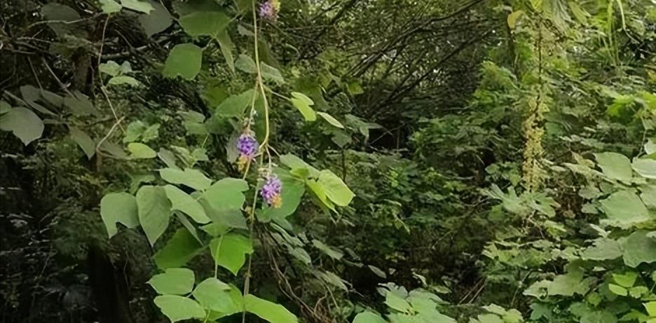 致富经葫芦卖出了千万_致富经中的水葫芦_种葫芦赚钱