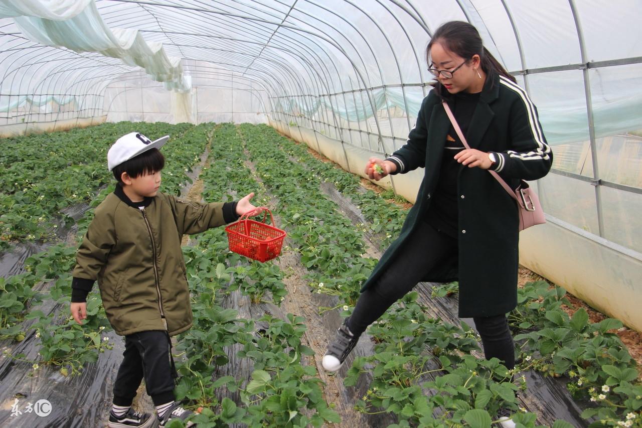 庭院种植什么最赚钱_庭院种植致富技术_庭院种植致富项目