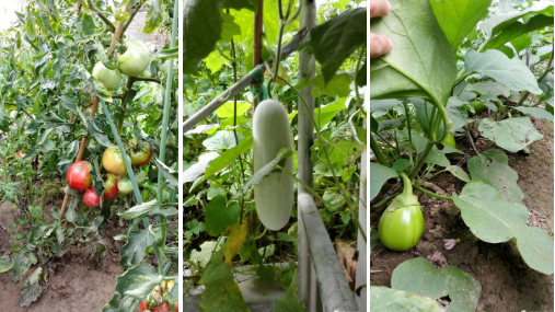 庭院种植什么最赚钱_庭院种植致富技术_庭院种植致富项目