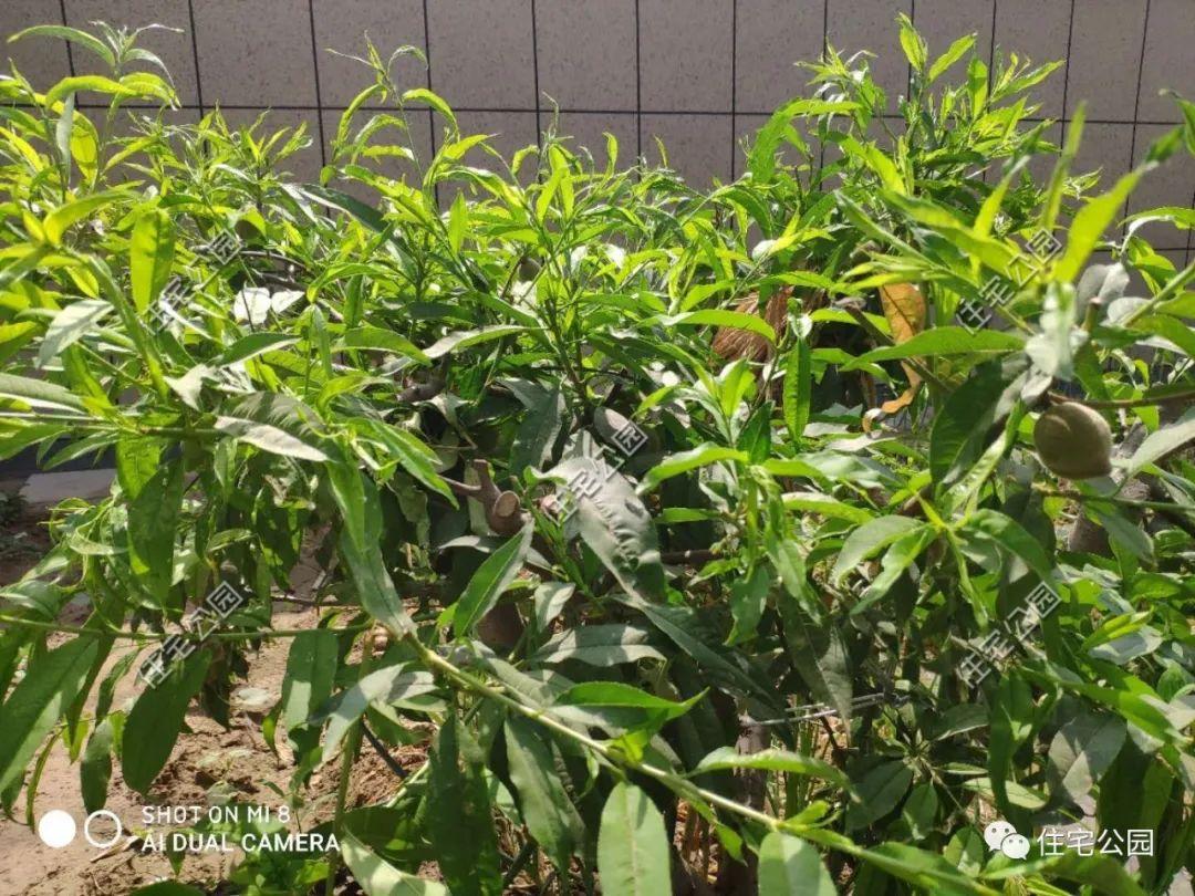 庭院种植什么最赚钱_庭院种植致富技术_庭院种植致富项目