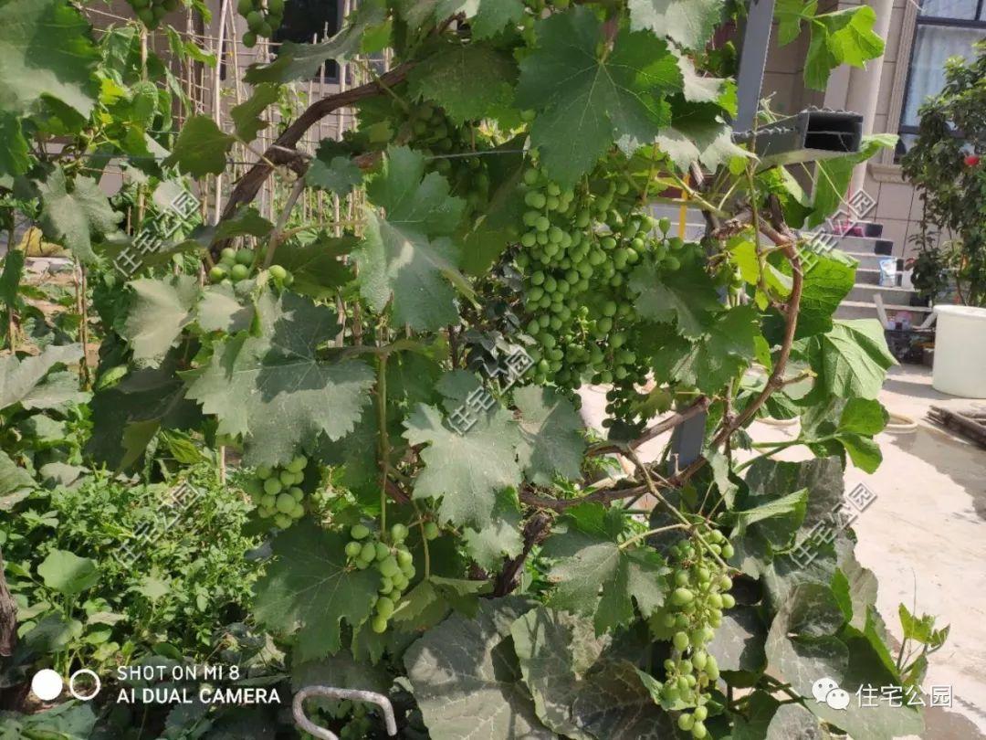 庭院种植致富技术_庭院种植致富项目_庭院种植什么最赚钱