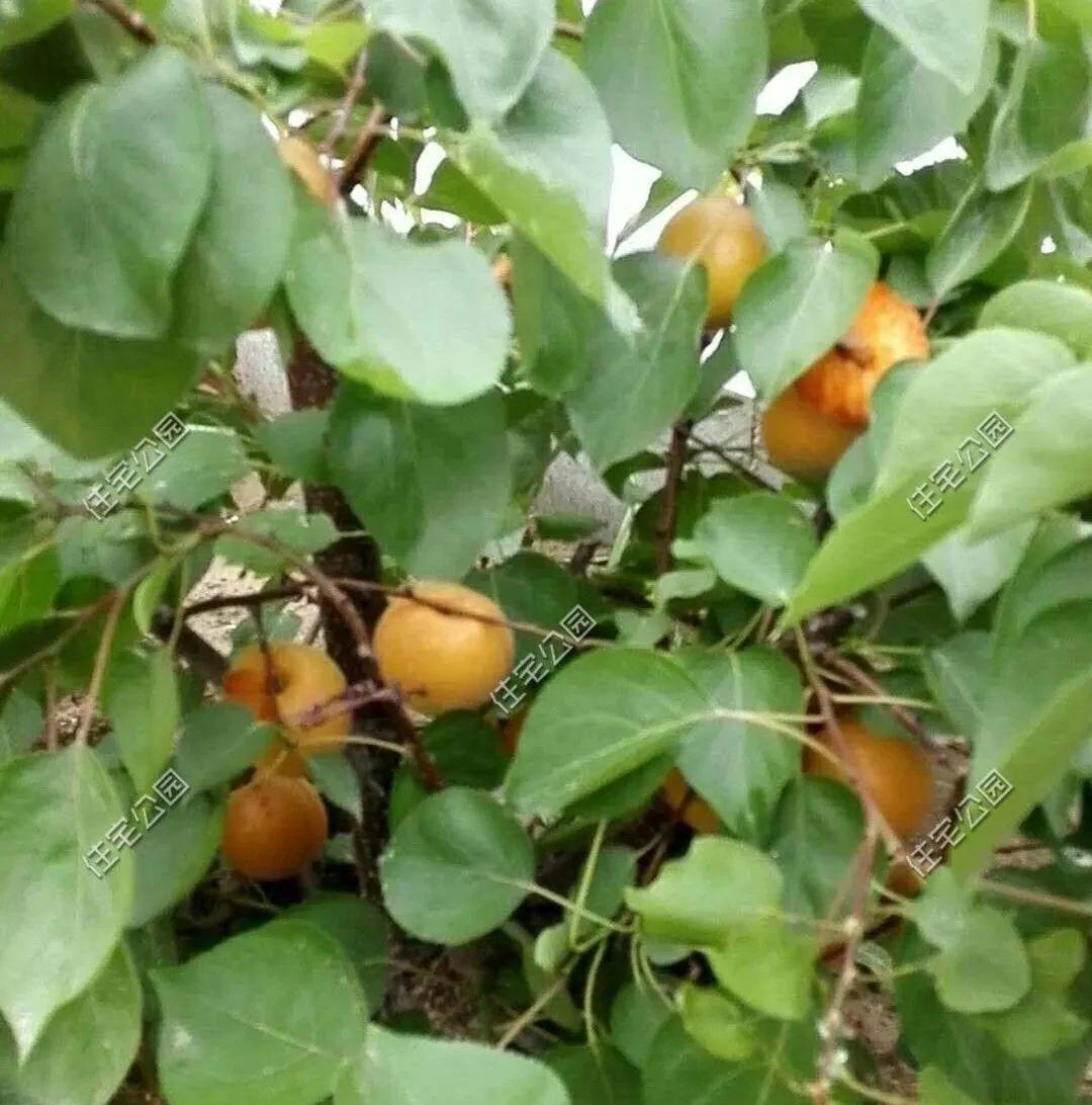 庭院种植致富项目_庭院种植致富技术_庭院种植什么最赚钱