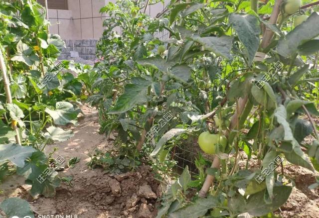 庭院种植致富项目_庭院种植什么最赚钱_庭院种植致富技术