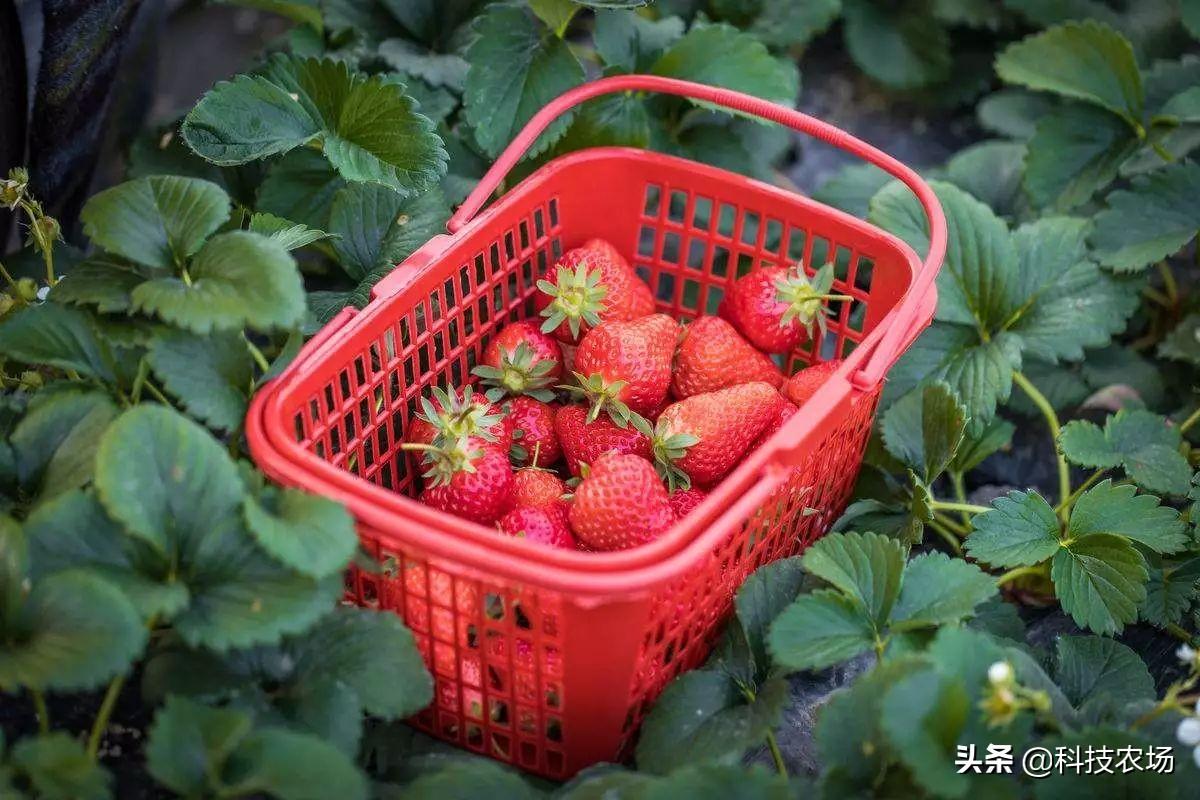 庭院种植口诀_庭院种植致富技术_庭院种植收益