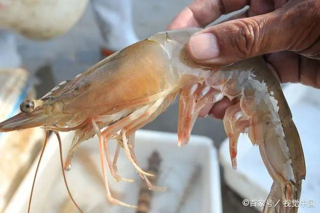 海虾养殖技术_大海虾养殖_海虾养殖需要什么条件