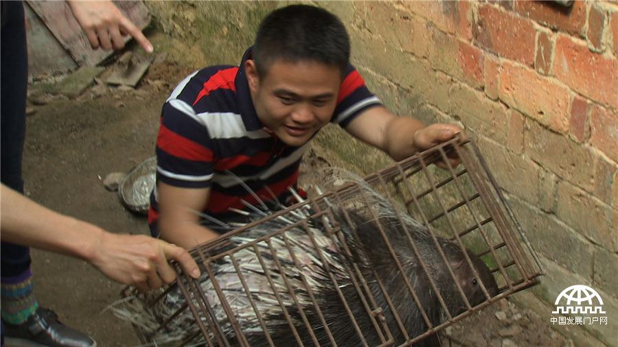 致富养殖豪猪图片_致富经养殖豪猪_致富养殖豪猪视频