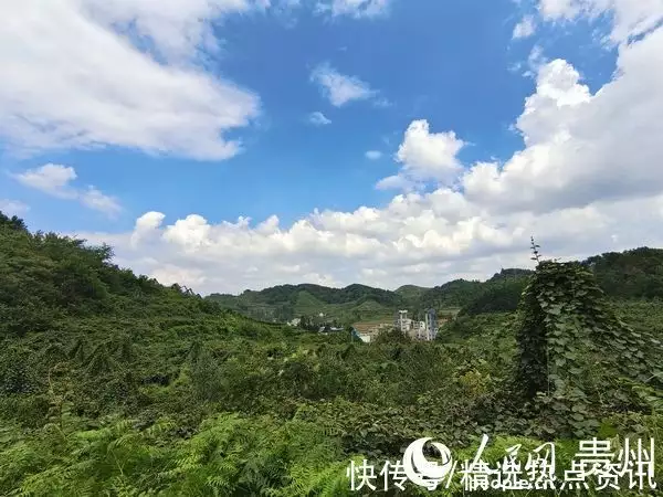 种植杨桃致富_种杨桃赚钱吗_致富种植杨桃怎么样