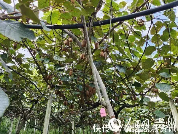 种杨桃赚钱吗_致富种植杨桃怎么样_种植杨桃致富