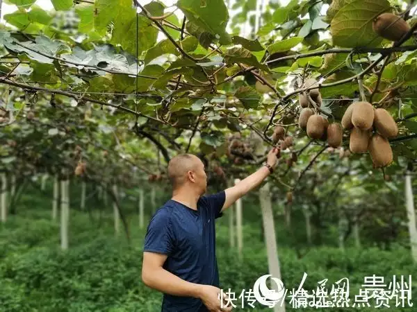 种植杨桃致富_种杨桃赚钱吗_致富种植杨桃怎么样