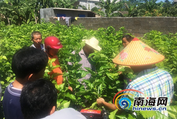 养蚕养殖致富项目_致富养殖养蚕项目介绍_养蚕致富新出路