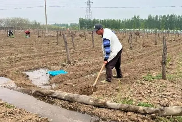 致富种植肥城项目怎么样_肥城种植什么的多_肥城种植致富项目