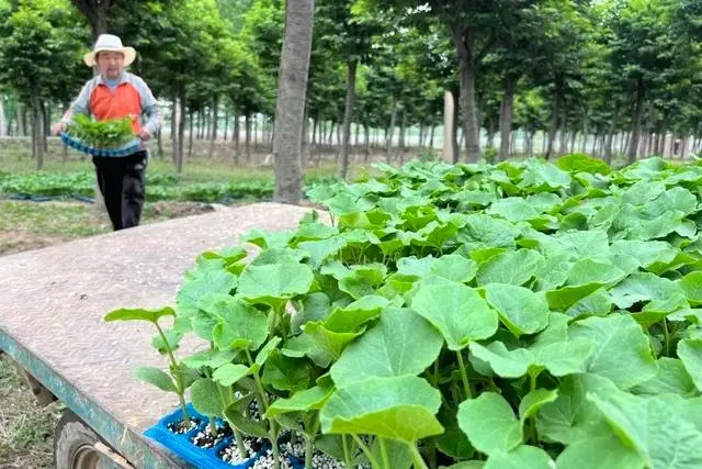 致富种植肥城项目怎么样_肥城种植致富项目_肥城种植什么的多