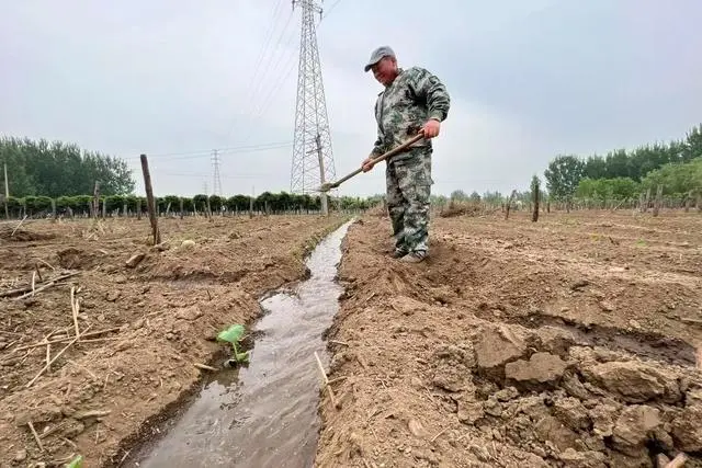 致富种植肥城项目怎么样_肥城种植致富项目_肥城种植什么的多