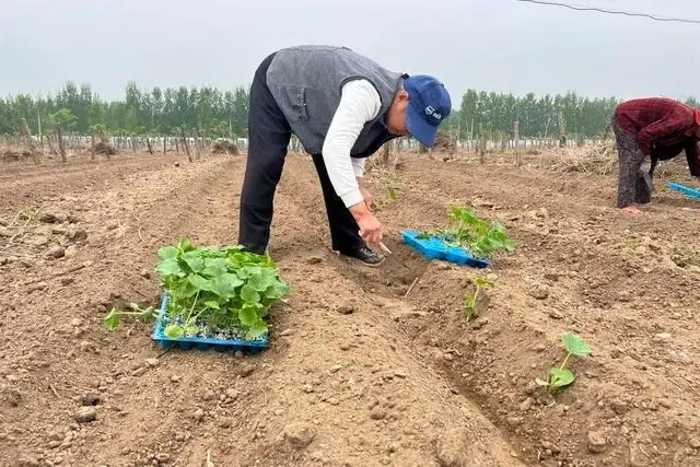 致富种植肥城项目怎么样_肥城种植致富项目_肥城种植什么的多