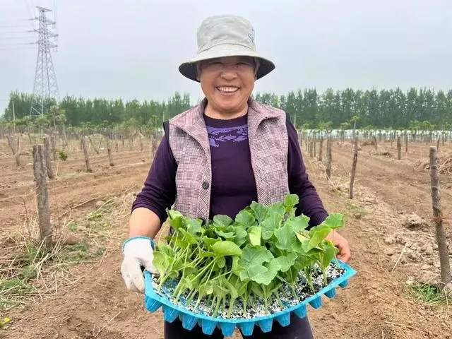 肥城种植什么的多_致富种植肥城项目怎么样_肥城种植致富项目