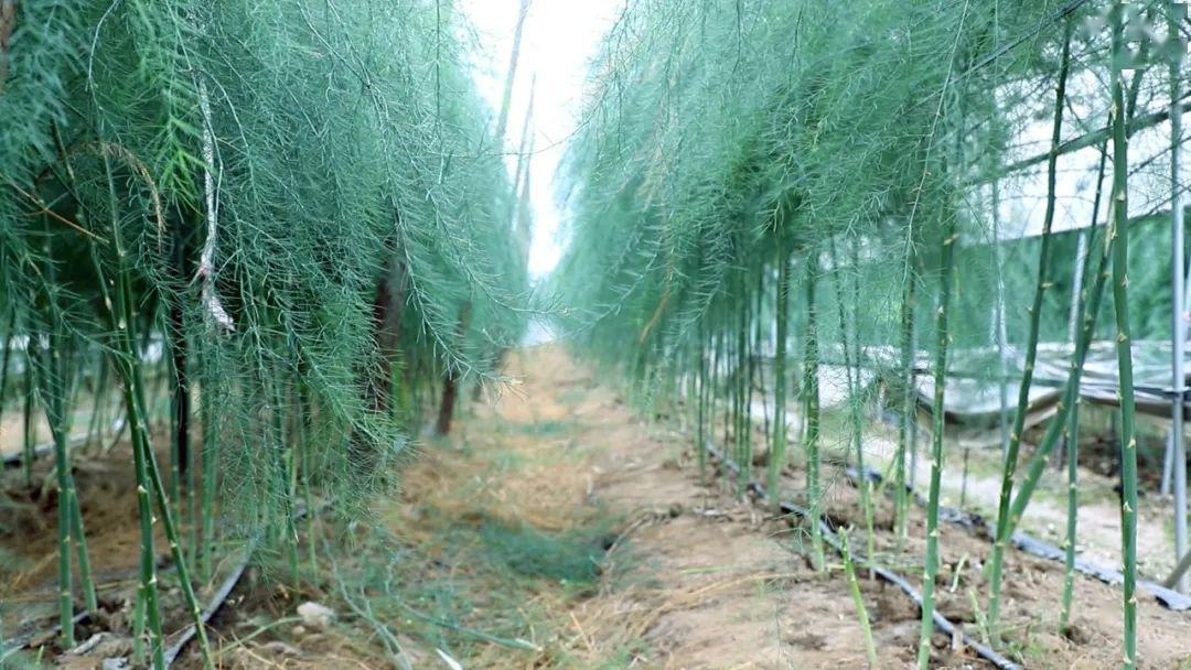 芦笋种植骗局致富_致富骗局种植芦笋犯法吗_致富骗局种植芦笋是真的吗