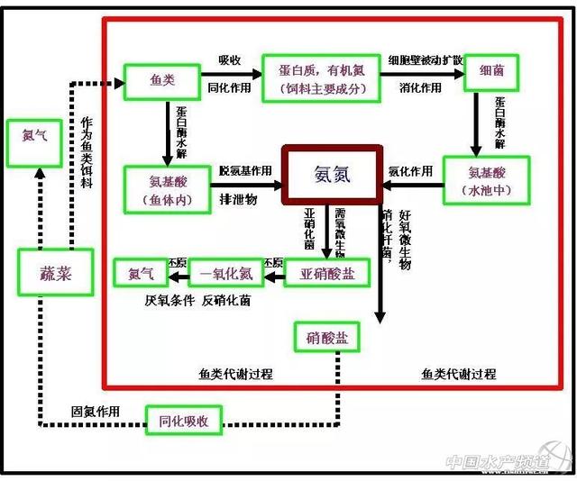 养殖白鱼技术视频_养殖白鱼技术与管理_白鱼养殖技术