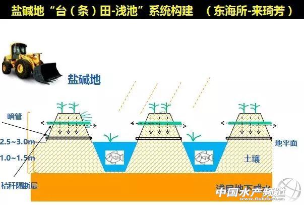 养殖白鱼技术视频_养殖白鱼技术与管理_白鱼养殖技术