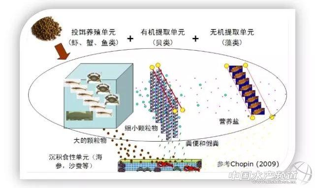 白鱼养殖技术_养殖白鱼技术视频_养殖白鱼技术与管理