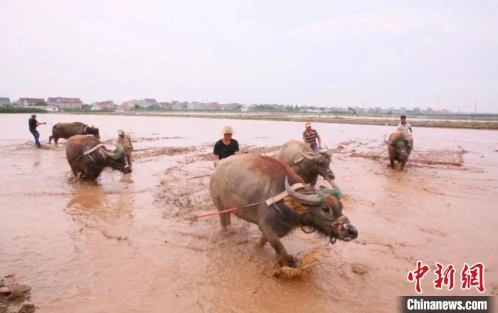 “抢救”上海水牛 留住独特“基因”