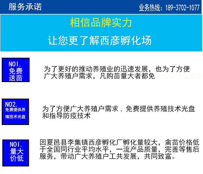 非洲雁养殖技术及要求_非洲雁养殖成本_非洲雁饲养技术