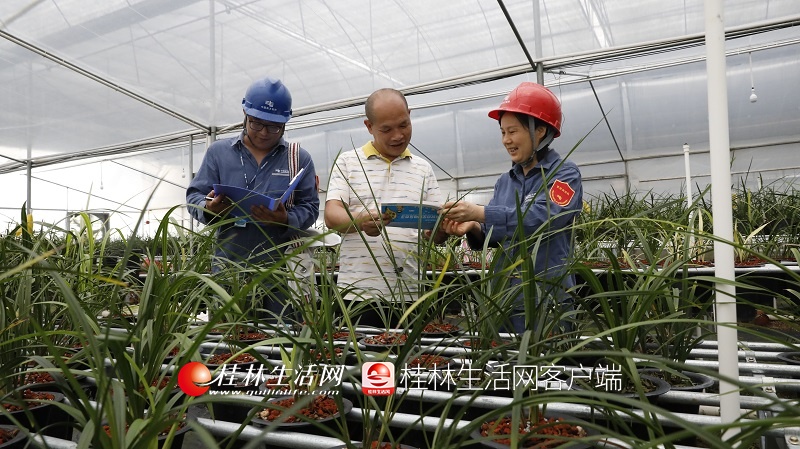 广西山区种植什么致富_广西致富种植项目_广西农村致富种植