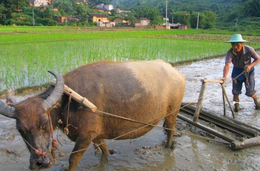 养殖水牛技术规范_水牛的养殖技术_养殖水牛技术员招聘