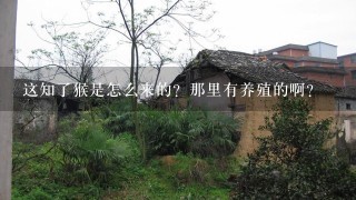 这知了猴是怎么来的？那里有养殖的啊？