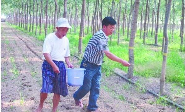 林地养殖金蝉从卵到若虫各个环节的养殖技术要点