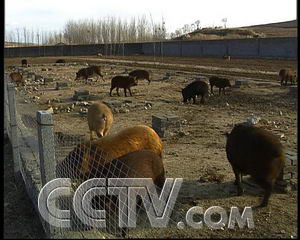 致富经野猪肉_致富经野猪配家猪_致富经野猪养殖