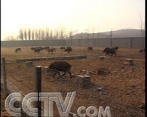 致富经野猪养殖_致富经野猪配家猪_致富经野猪肉