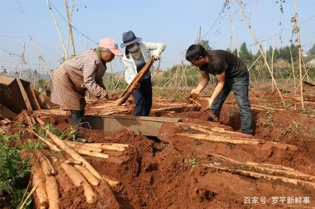 优秀！罗平“土专家”发明山药种植新技术，获国家专利！