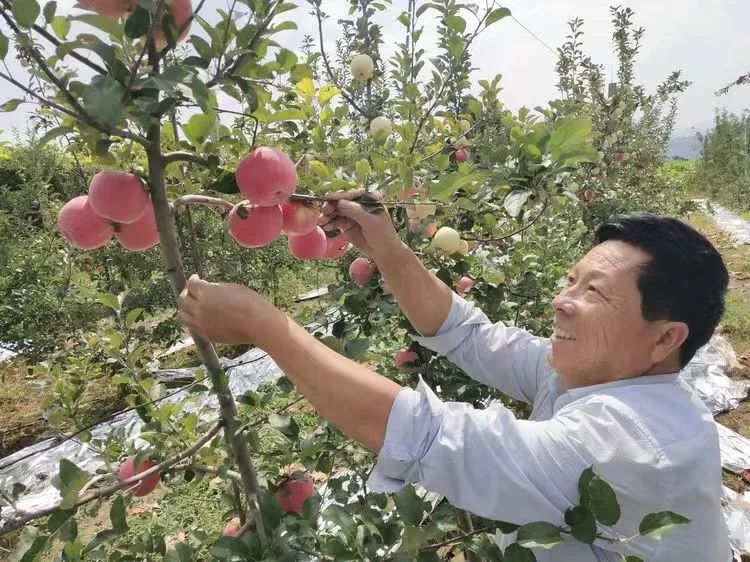 致富经种灵芝视频_致富种植灵宝怎么样_灵宝种植致富