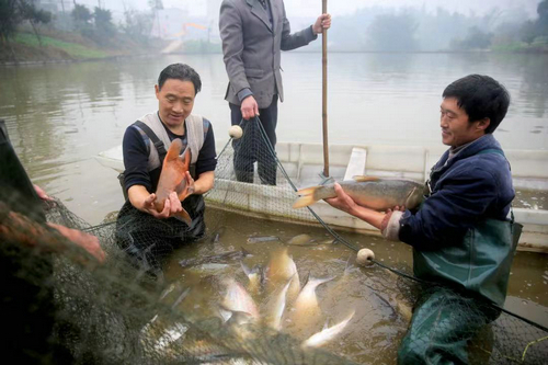 养殖甲鱼的功效与作用_养鱼养殖甲鱼致富_养殖甲鱼好不好