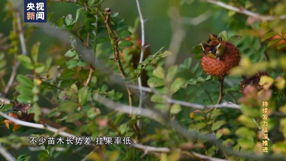 刺芫荽种子种植_刺芫荽种植技术_刺芫荽种植致富