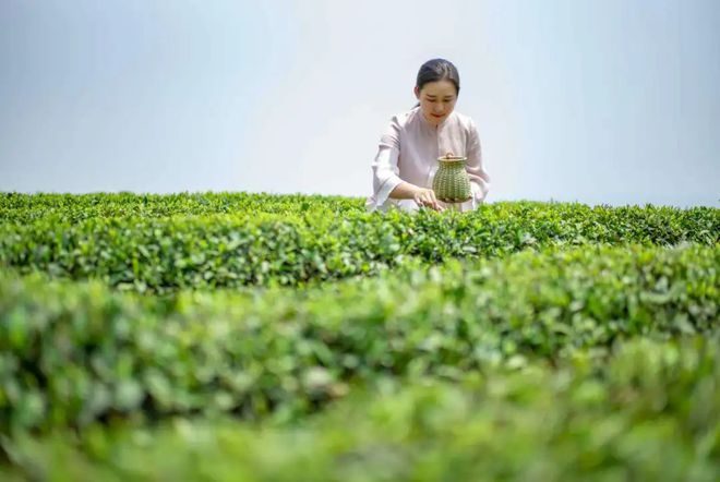 锦鲤养殖致富能手_致富经养鲤鱼_靠养锦鲤致富的村庄